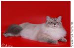 ������ ������� ������� (����)