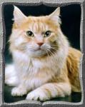 ����� ����� (����)