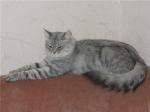 Manyasha Tender Beast (����)