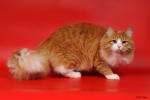 ���� ����� ��������� (����)