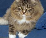 ����� ������� ������� (����)