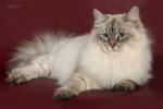 ���� ������ (����)
