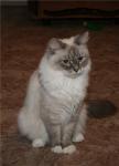 ���� ������ (����)
