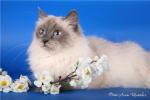 ����� �� ���������� ���� (����)