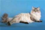 ����� �������� ������ (����)