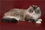 ���� ���������� �� ��� ������ (����)