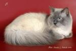 ����� (����)