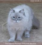 ���������-������� ������� ������ (����)