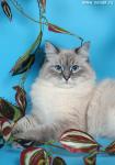 ������� ������� ������ (����)