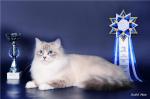 ������ ������ ���� (����)