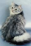 ����� �������� ����� (����)