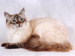 Vlada (����)