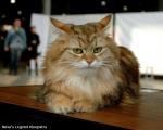 ��������� ������� ������� (����)