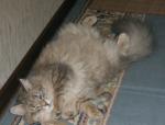 Neva's Legend Elena (����)
