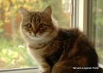 Neva's Legend Holly (����)
