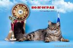 ���� ������� �������� (����)