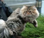 FIN*Amante's Jäger of Sibaris (����)