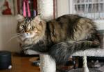 ������� ������� ��������� ������ (����)