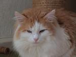 Joschka iz Amu-Darja (����)