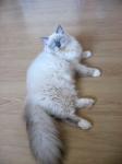����� (����)