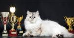 ������ ���� ���������� (����)