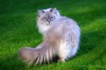 ������ ������� ������� (����)