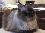 Alberto Persey Lourence Arabian (����)