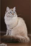 Zakari Fleur de l`Amour (����)