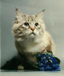 ��������� (����)