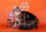 ������ �������� �� �������� (����)