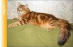 ������� ������� �� ����� ������ (����)