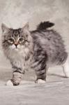 ��� ������� �������� (����)