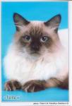 Tibet Golden Assolada (����)