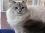 ������� ������� �������� (����)