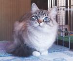 ������� (����)