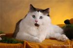 Yarilo Iz Sibirskogo Chuda (����)