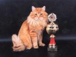 ����� �� �� ��� (����)
