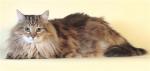 Niagara Veschiy Son (����)