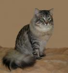 �������������� ����� ������ (����)