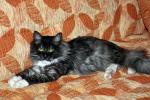 �������� ������� �������� (����)