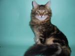 ����� �������� ����� (����)