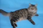 ���� �������� ����� (����)