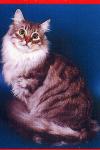 ������ ����� ��� (����)