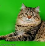 ������ ������� ������ (����)