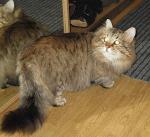 ����� �� �������� ������� (����)