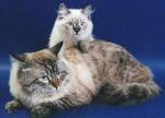 ���-����� ������� (����)