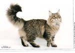 ������ ����� ������ (����)