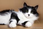 ��������� �������� (����)