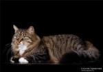 Vasilisa (����)