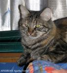 AINURIAN Agatha Tortie (����)